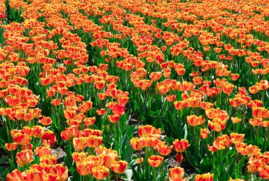 Bahçede taze sarı lale çiçekleri