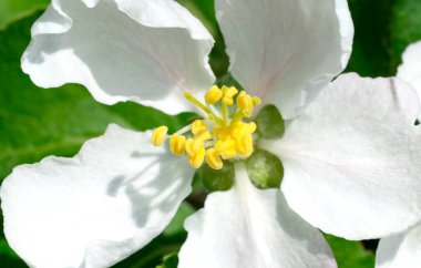 Baharda elma ağacının güzel kokulu dalları