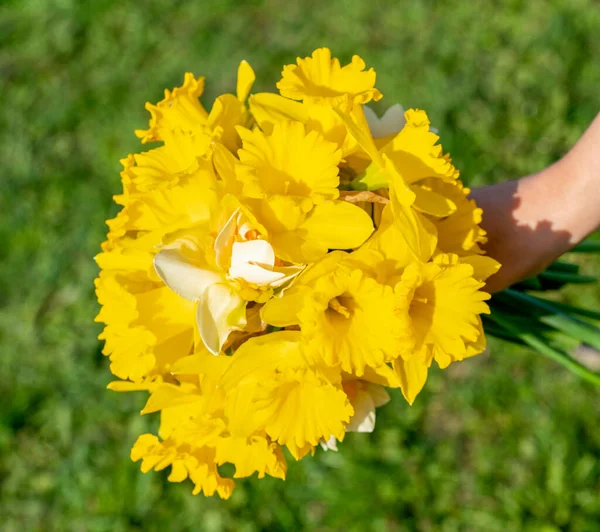 Bouquet Jonquilles Dans Main Une Femme — Photo