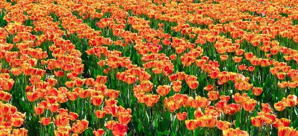 Fleurs Tulipes Jaunes Fraîches Dans Jardin — Photo