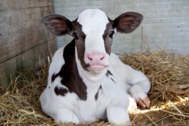 Baby cow calf clipart