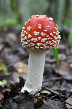 Güzel sinek agaric büyüyen