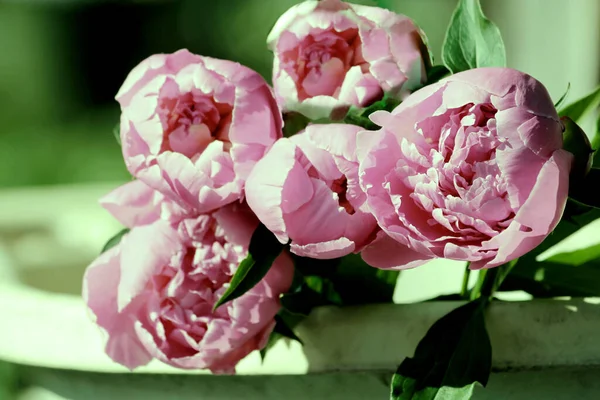 Rózsaszín Bazsarózsa Csokor Vázában Tónus — Stock Fotó