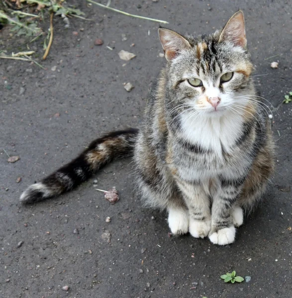 Cat al aire libre — Foto de Stock