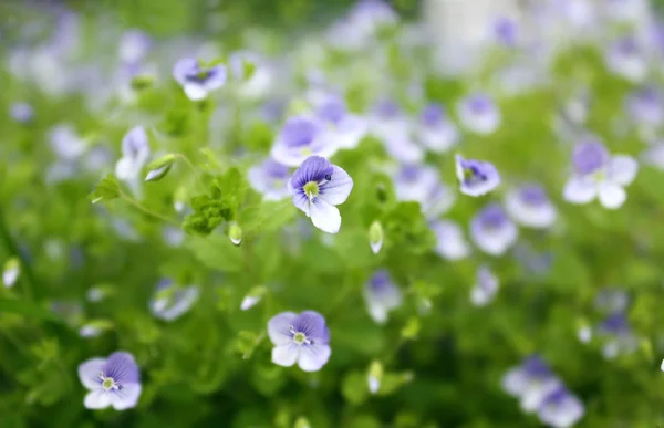 Forget-me-not inschrijving bloemen — Stockfoto