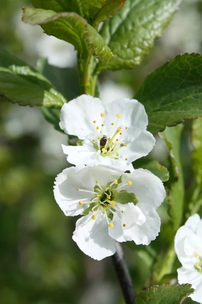 Blumen Apfelbaum — Stockfoto
