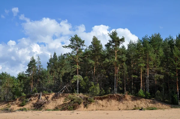 Landscape with pine-trees — Stock Photo, Image