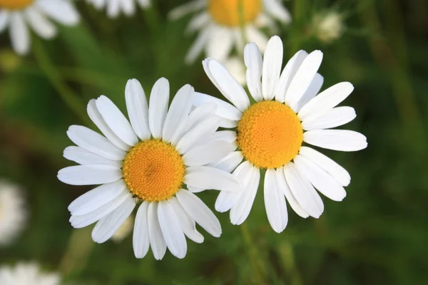 Zwei Gänseblümchen — Stockfoto