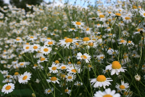 フィールド daisys — ストック写真