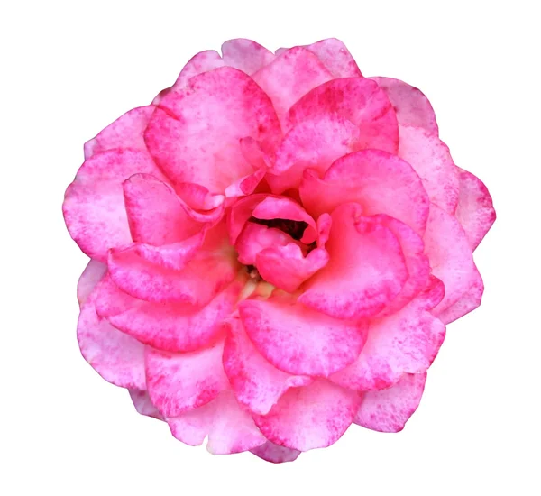 Rosa rosa aislada — Foto de Stock