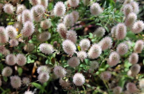 Wild lichte bloemen — Stockfoto