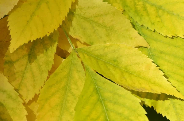 Feuilles jaune-vert gros plan — Photo