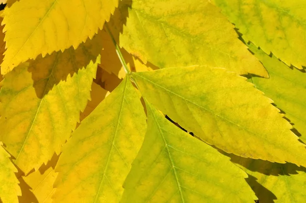 Feuilles jaunes gros plan — Photo