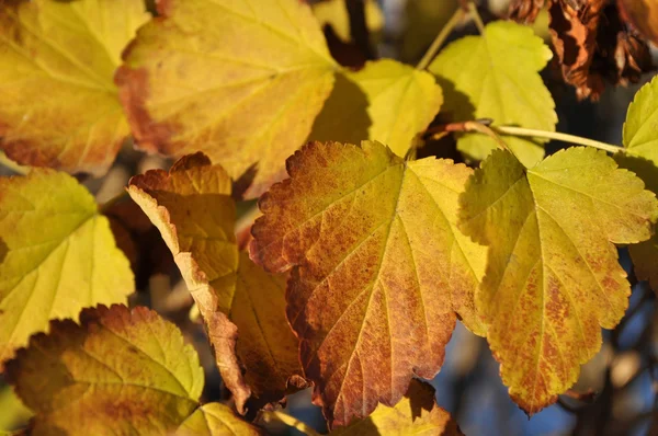 Feuilles jaunes gros plan — Photo