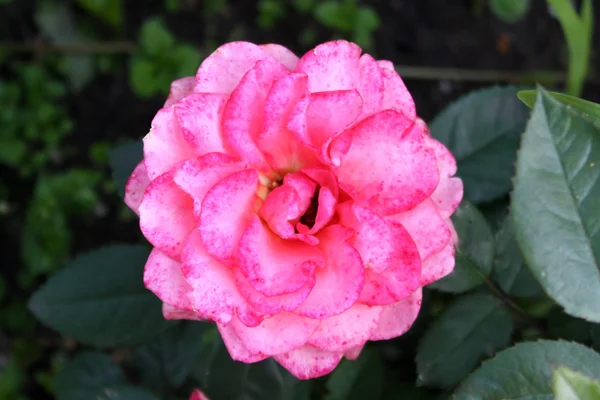 Roze roos toppen tijger — Stockfoto