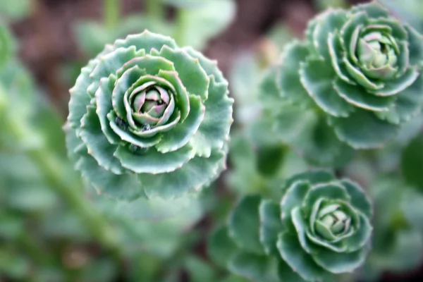 Belle plante succulente de près — Photo