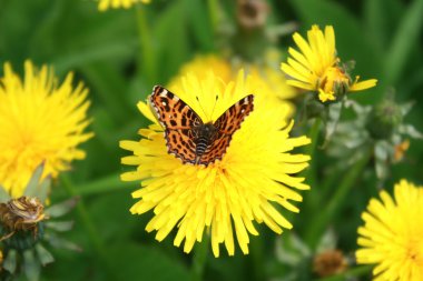 Kelebek bir karahindibanın üzerinde oturuyor