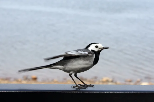 kuş kuyruksallayan portre