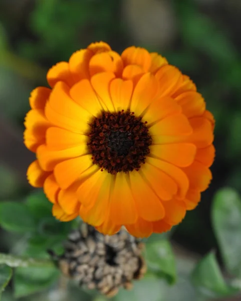 Narancssárga körömvirág virág — Stock Fotó