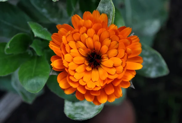 Orange marigold flower — Stock Photo, Image