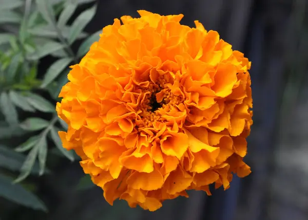 Fleur de souci orange — Photo