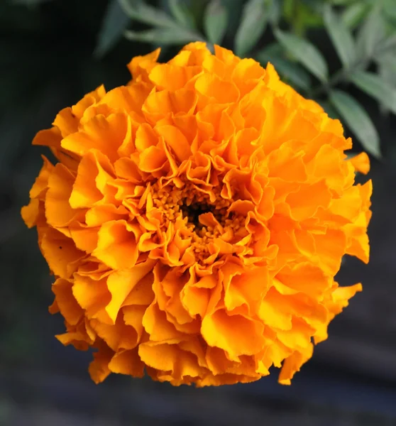 Orange marigold flower — Stock Photo, Image