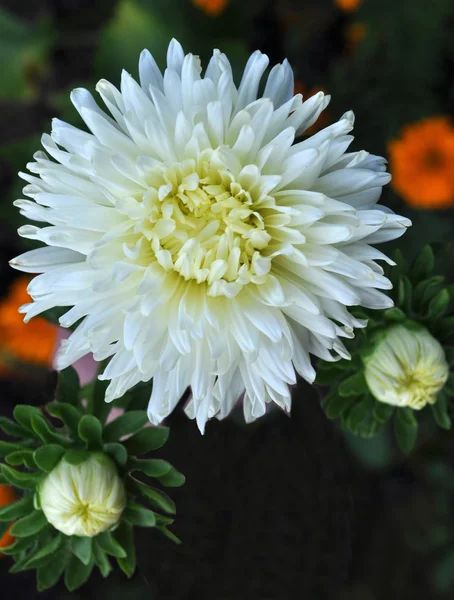 Aster biały kwiat — Zdjęcie stockowe