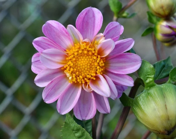 Purple dahlia, beautiful flower closeup — Stock Photo, Image