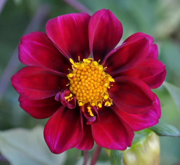 Purple dahlia, beautiful flower closeup — Stock Photo, Image