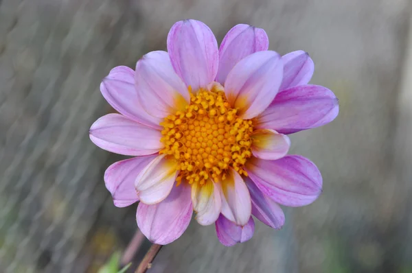 Lila dahlia, szép virág Polárszűrő — Stock Fotó