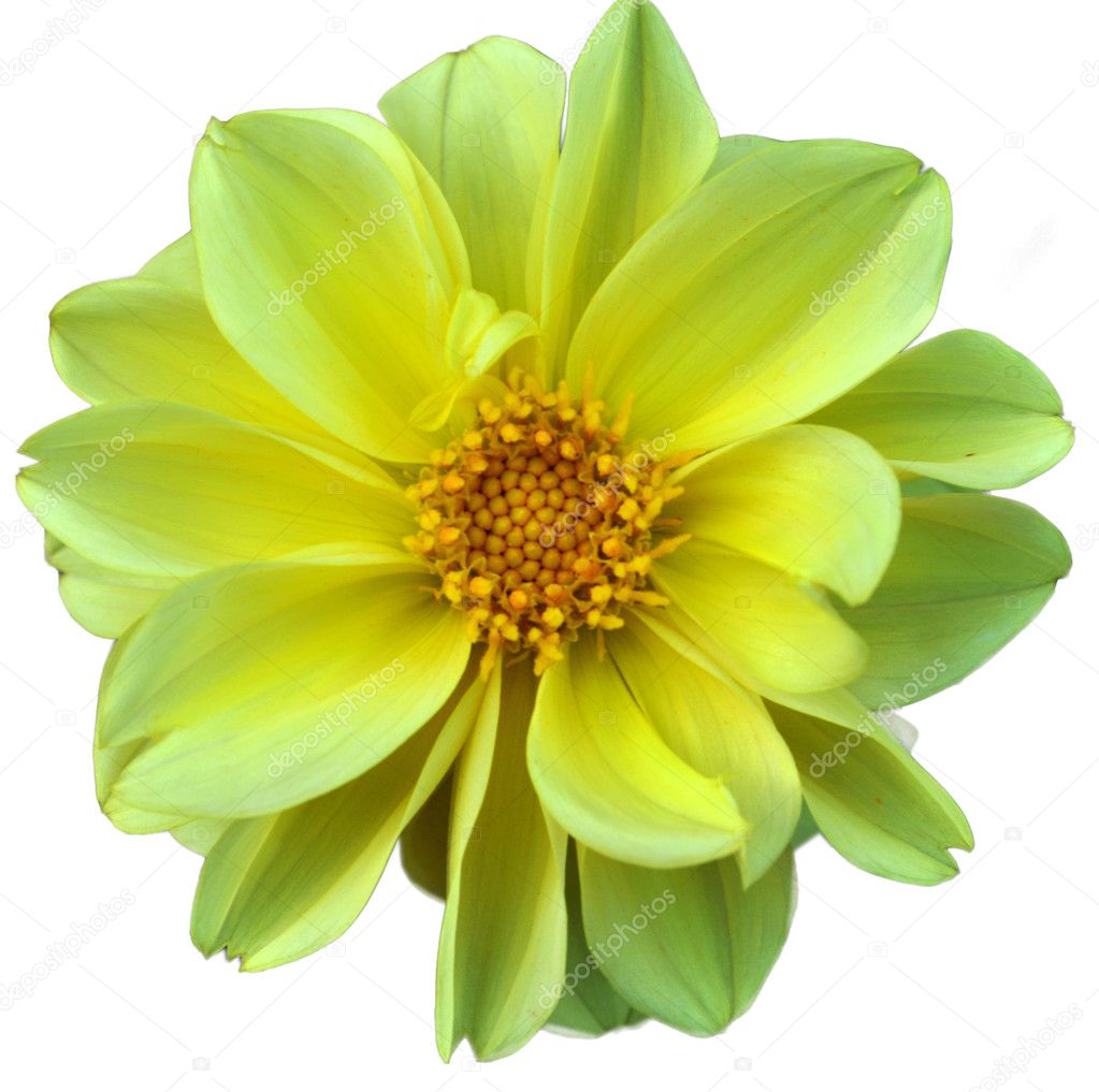dahlia, beautiful flower closeup