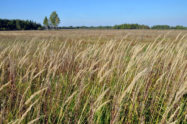 Landscape with trees and  field — Stock Photo, Image