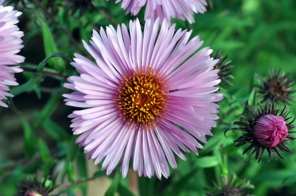 Rózsaszín virág Polárszűrő — Stock Fotó