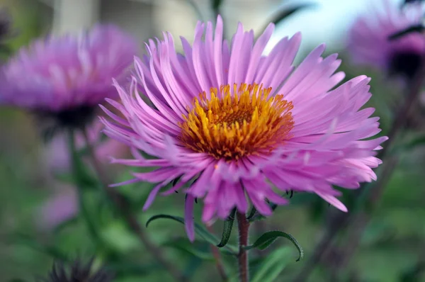 Pink flowers closeup — Stock Photo, Image