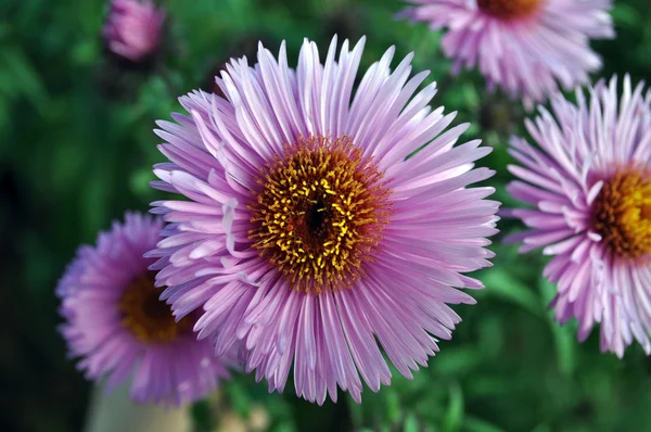 Pink flowers closeup — Stock Photo, Image
