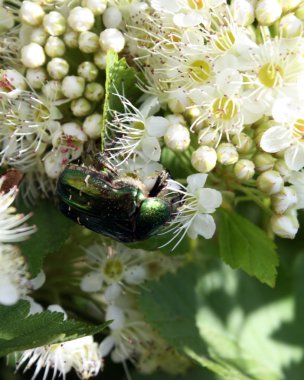 Chafer beyaz bir çiçek üzerinde