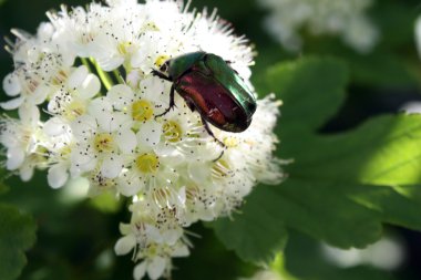 Chafer beyaz bir çiçek üzerinde