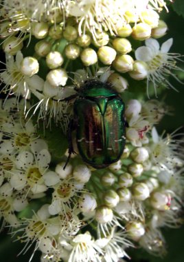 Chafer beyaz bir çiçek üzerinde