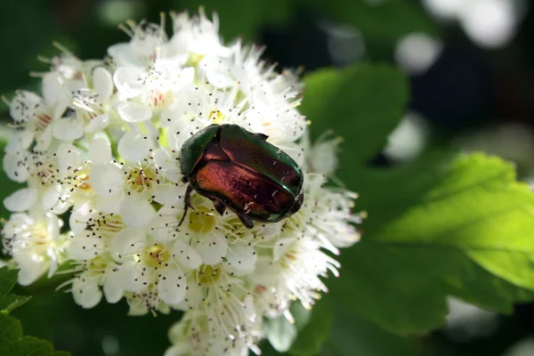 Hostien auf einer weißen Blume — Stockfoto