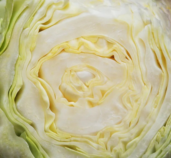 The profile of cabbage — Stock Photo, Image