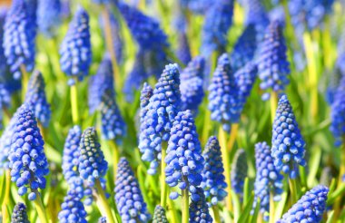 alan mavi muscari çiçekli