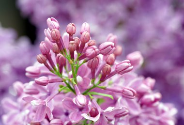 Bahar çiçek çiçeklenme