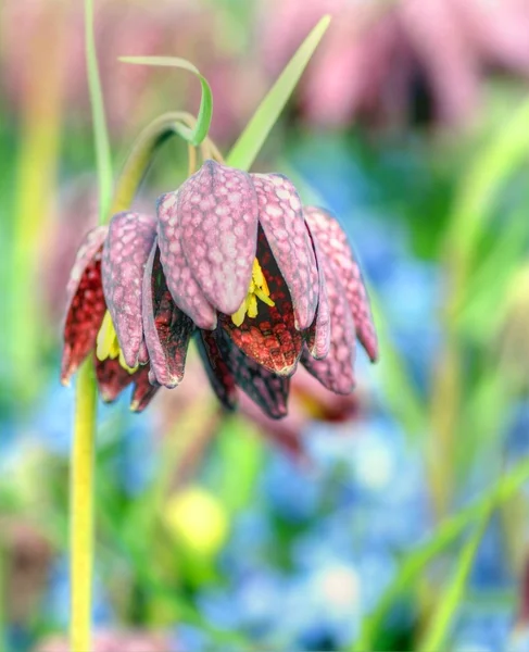 Testa di serpente fiore — Foto Stock