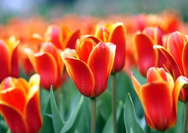 Поле, полное красных тюльпанов — стоковое фото