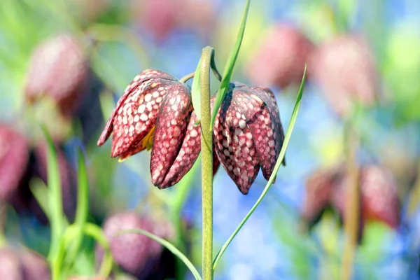 Testa di serpente fiore — Foto Stock