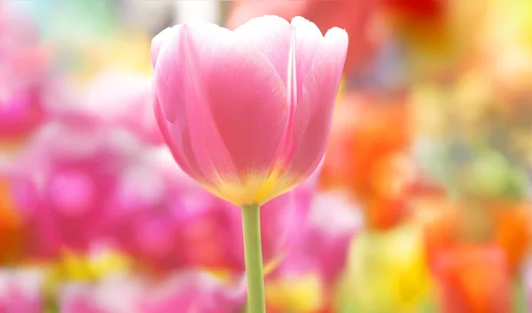 Поле с разноцветными тюльпанами — стоковое фото