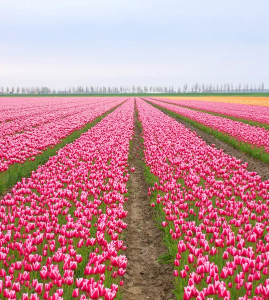 Campo cheio de tulipas coloridas — Fotografia de Stock