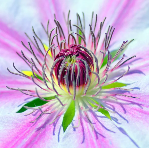 Blommande vårblomma — Stockfoto