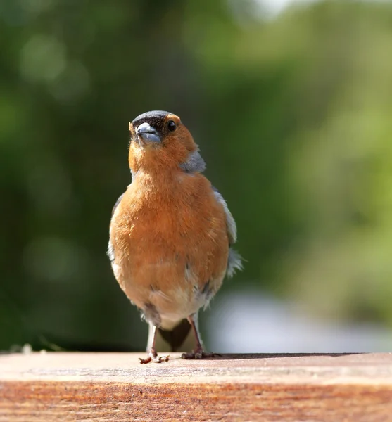 Чоловічий загальні chaffinch — стокове фото