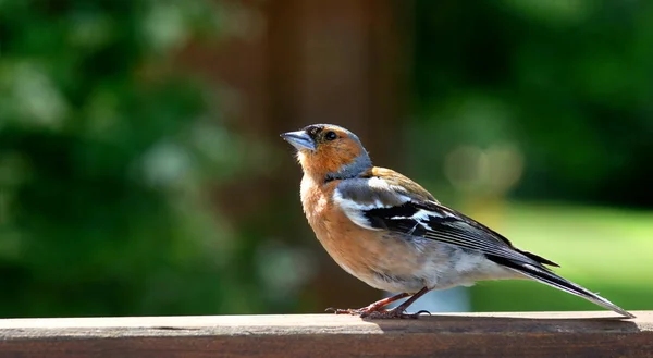 Чоловічий загальні chaffinch — стокове фото